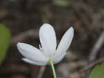 Wood anemone